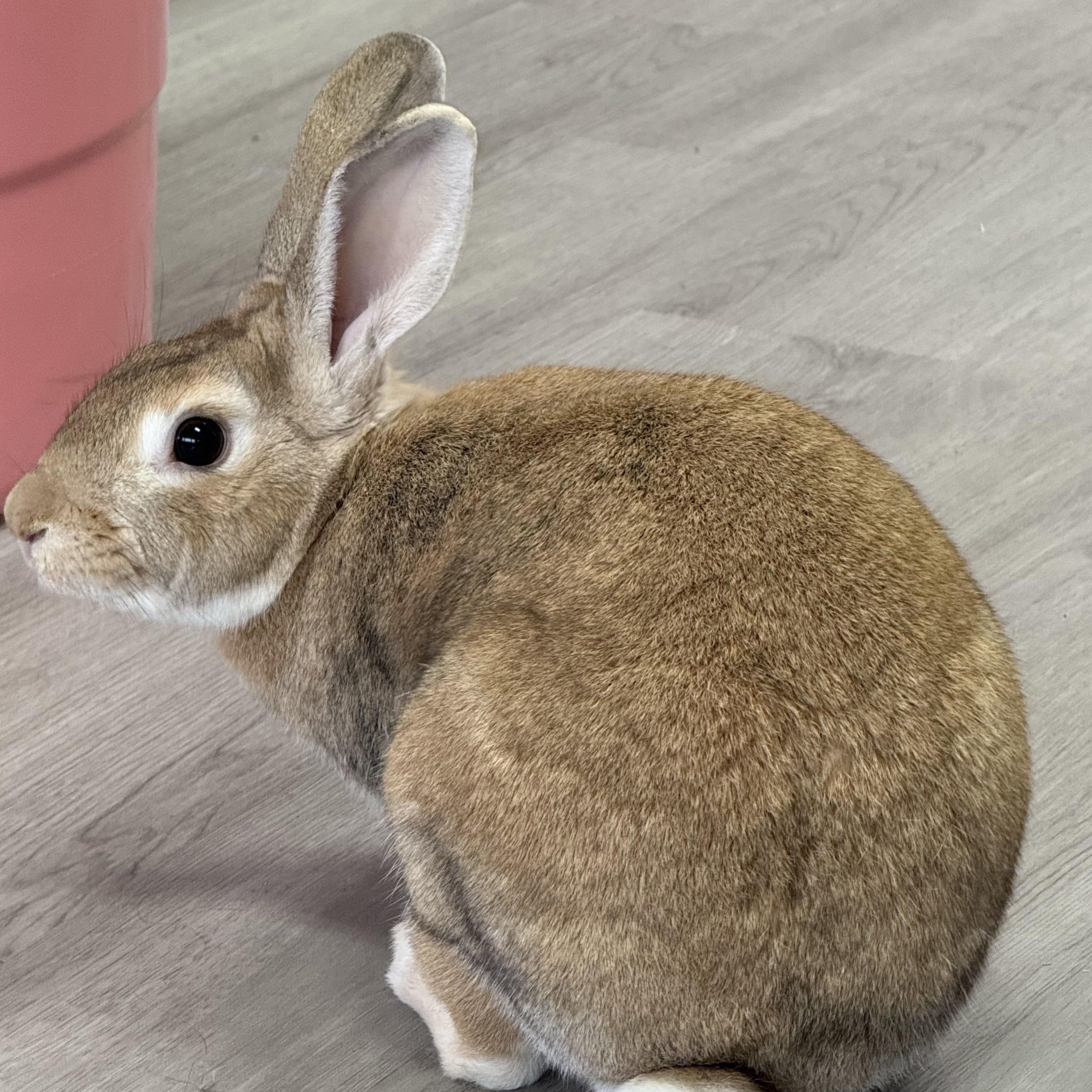 Enlarge Old Man , a ADOPTABLE New Zealand in St. Charles, MO image 5/6