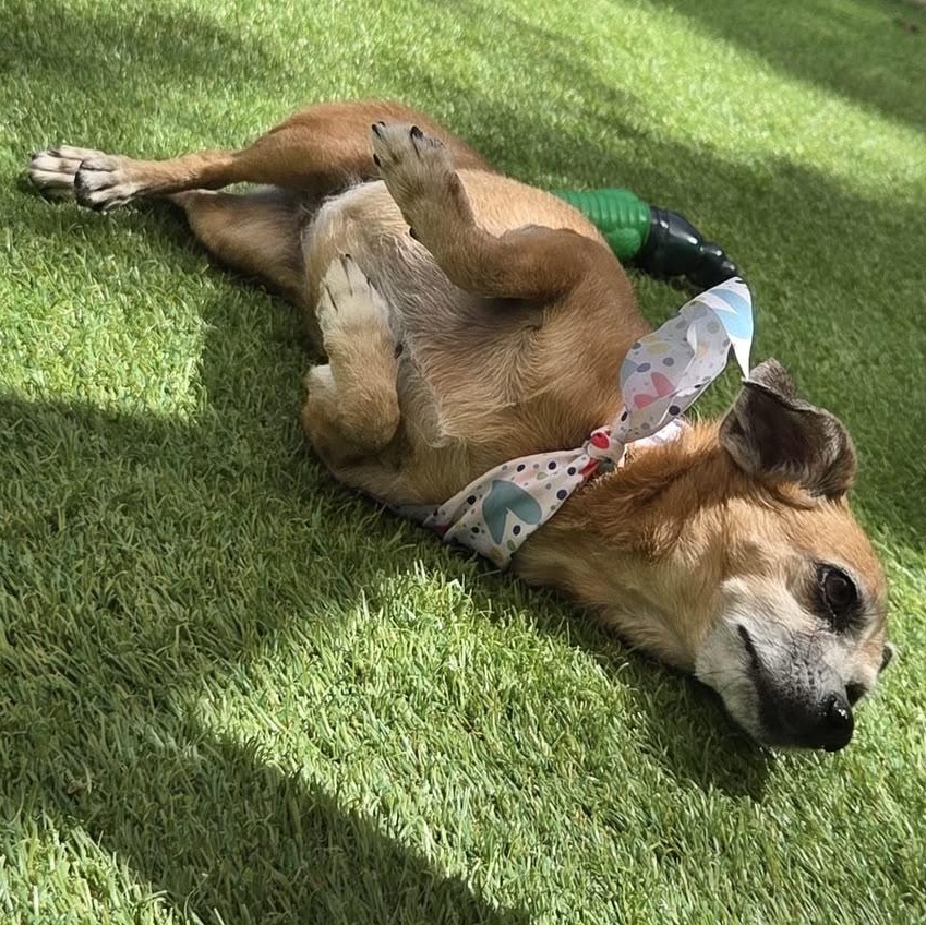 Enlarge Ellie, a Adoptable Chiweenie in Philadelphia, PA image 6/6