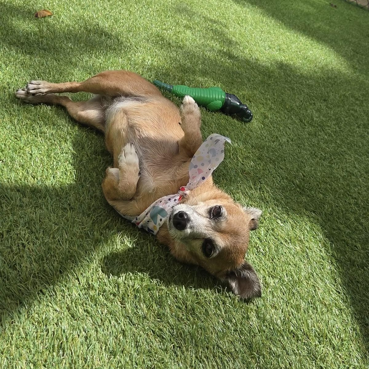 Enlarge Ellie, a Adoptable Chiweenie in Philadelphia, PA image 5/6