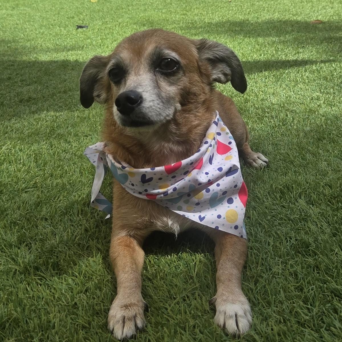Enlarge Ellie, a Adoptable Chiweenie in Philadelphia, PA image 3/6