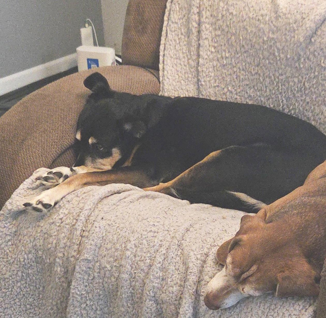 Enlarge Karma-Sweet Senior Girl, a Adopted German Shepherd Dog in Rootstown, OH image 2/3