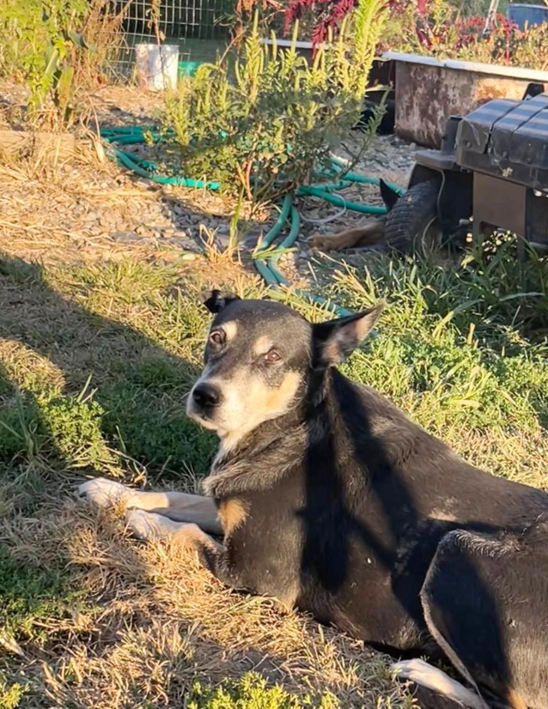 Enlarge Karma-Sweet Senior Girl, a Adopted German Shepherd Dog in Rootstown, OH image 3/3