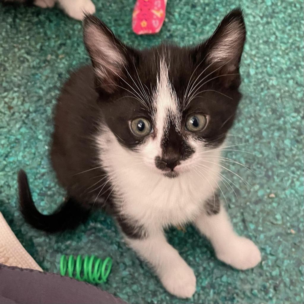 Sushi, Adopted, Young Female Domestic Short Hair.