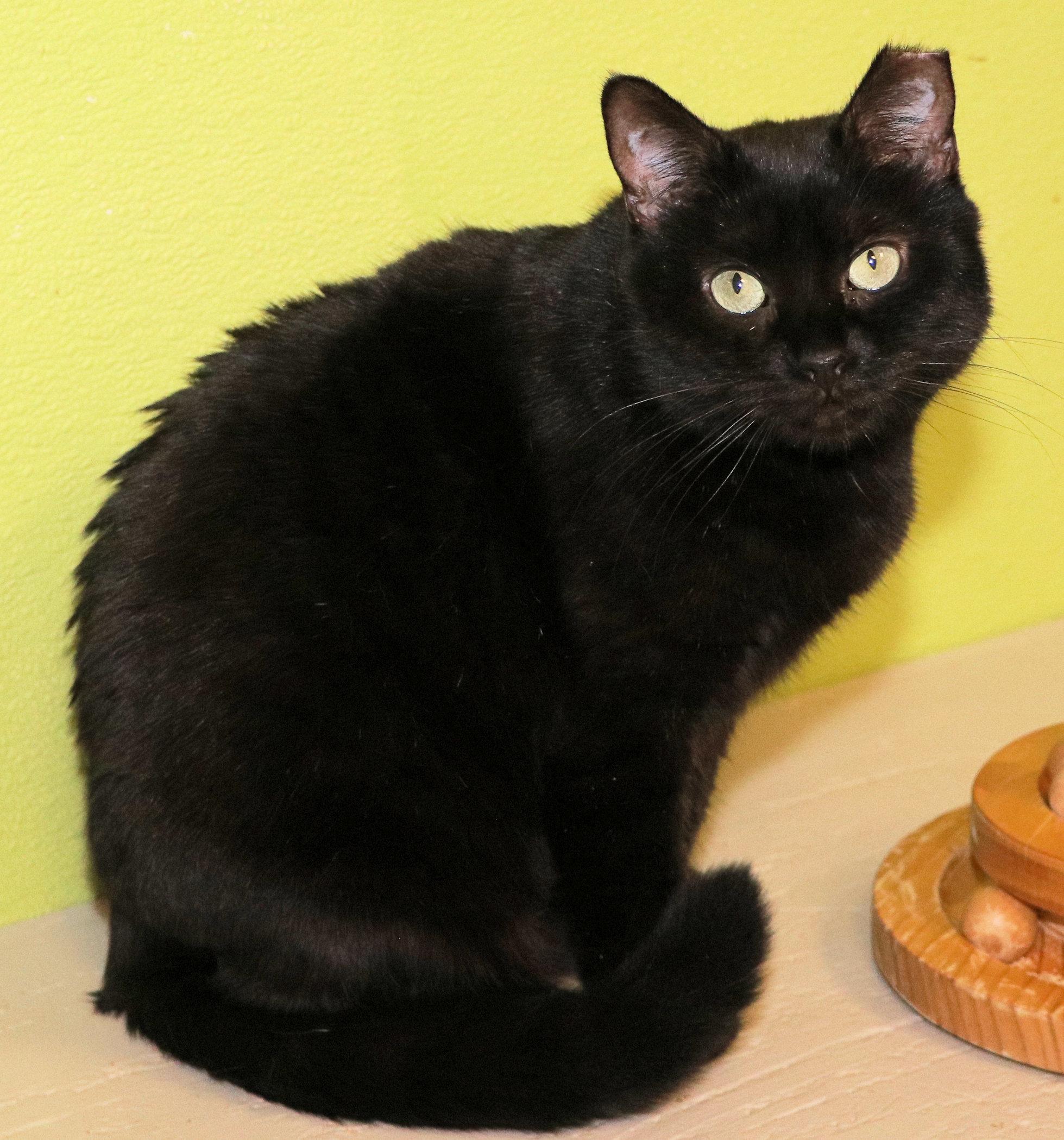 Enlarge Mercedes, a Adoptable Domestic Short Hair in Cincinnati, OH image 2/3