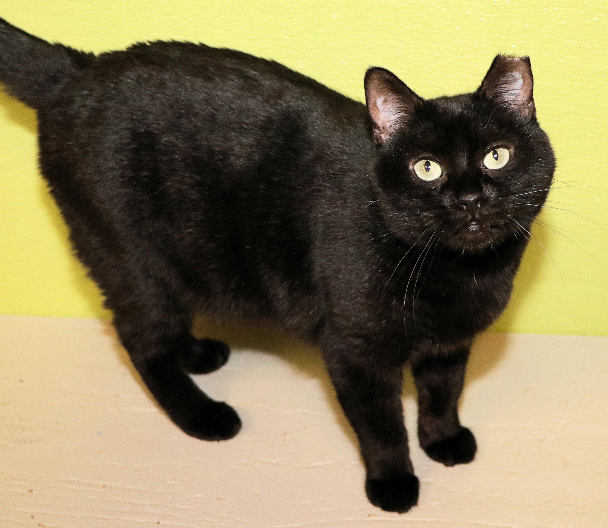 Enlarge Mercedes, a Adoptable Domestic Short Hair in Cincinnati, OH image 3/3