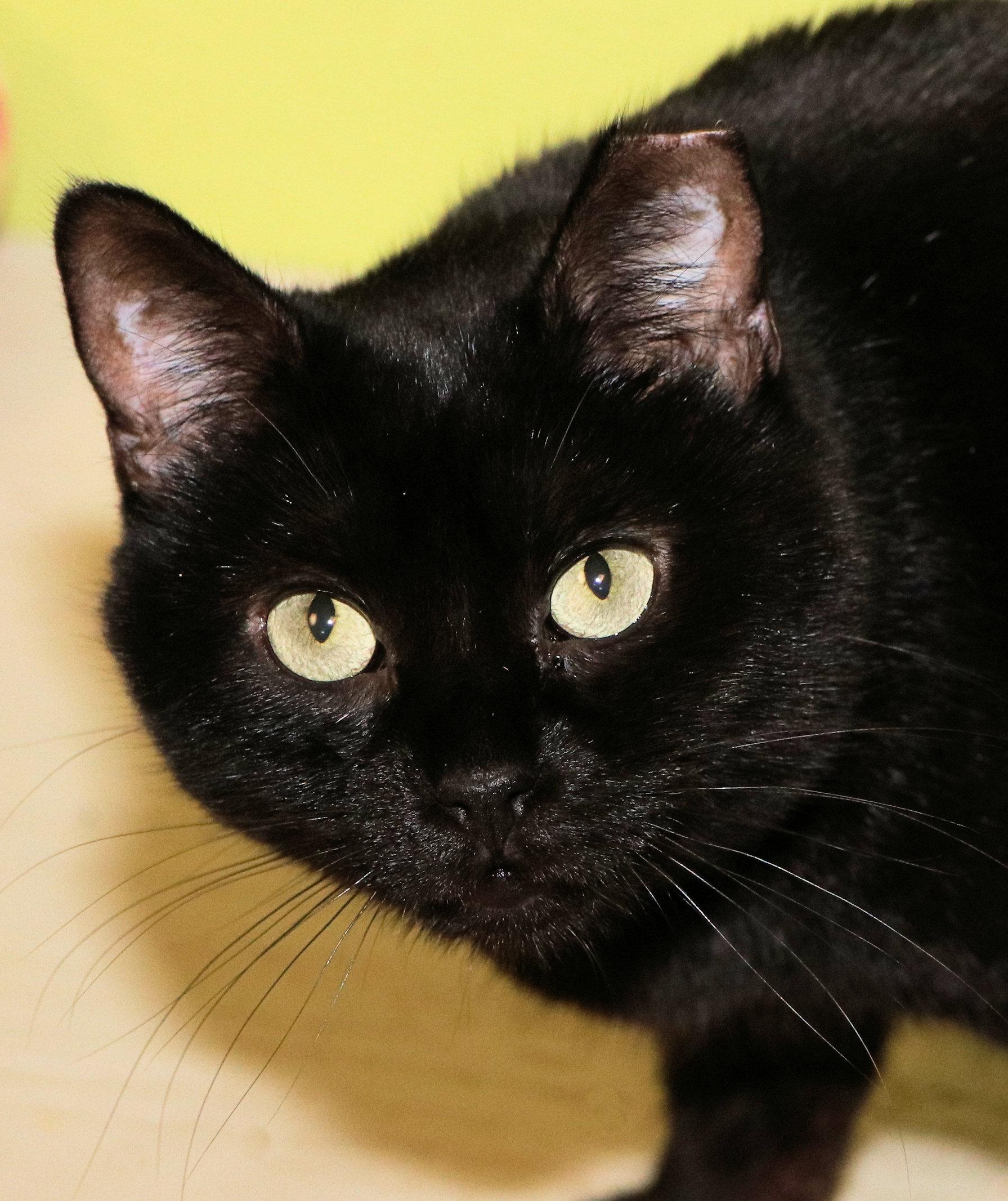 Enlarge Mercedes, a Adoptable Domestic Short Hair in Cincinnati, OH image 1/3