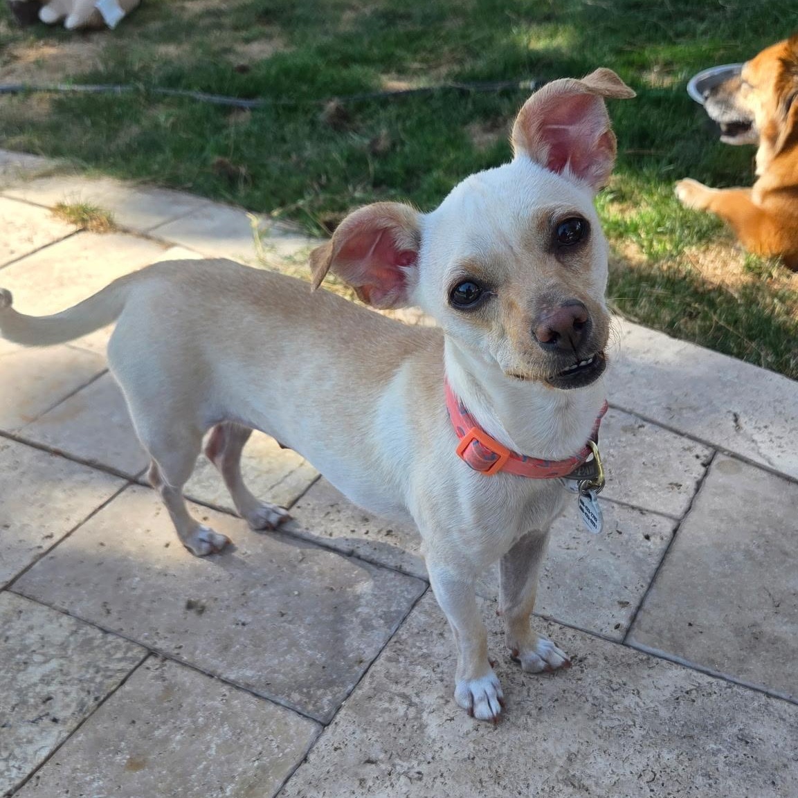 Enlarge Luna, a Adoptable Chihuahua in Phoenix, AZ image 2/6