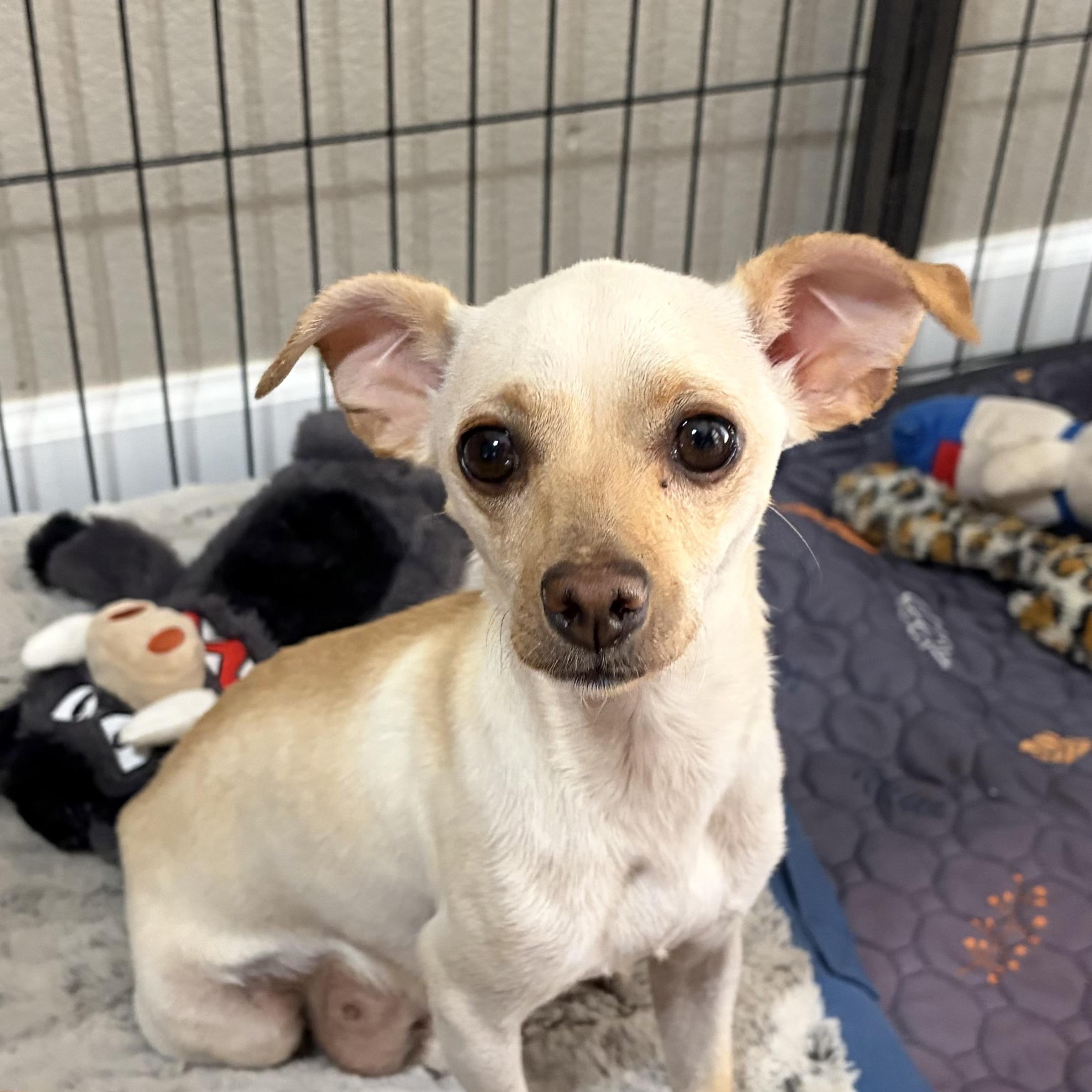 Enlarge Luna, a Adoptable Chihuahua in Phoenix, AZ image 2/4