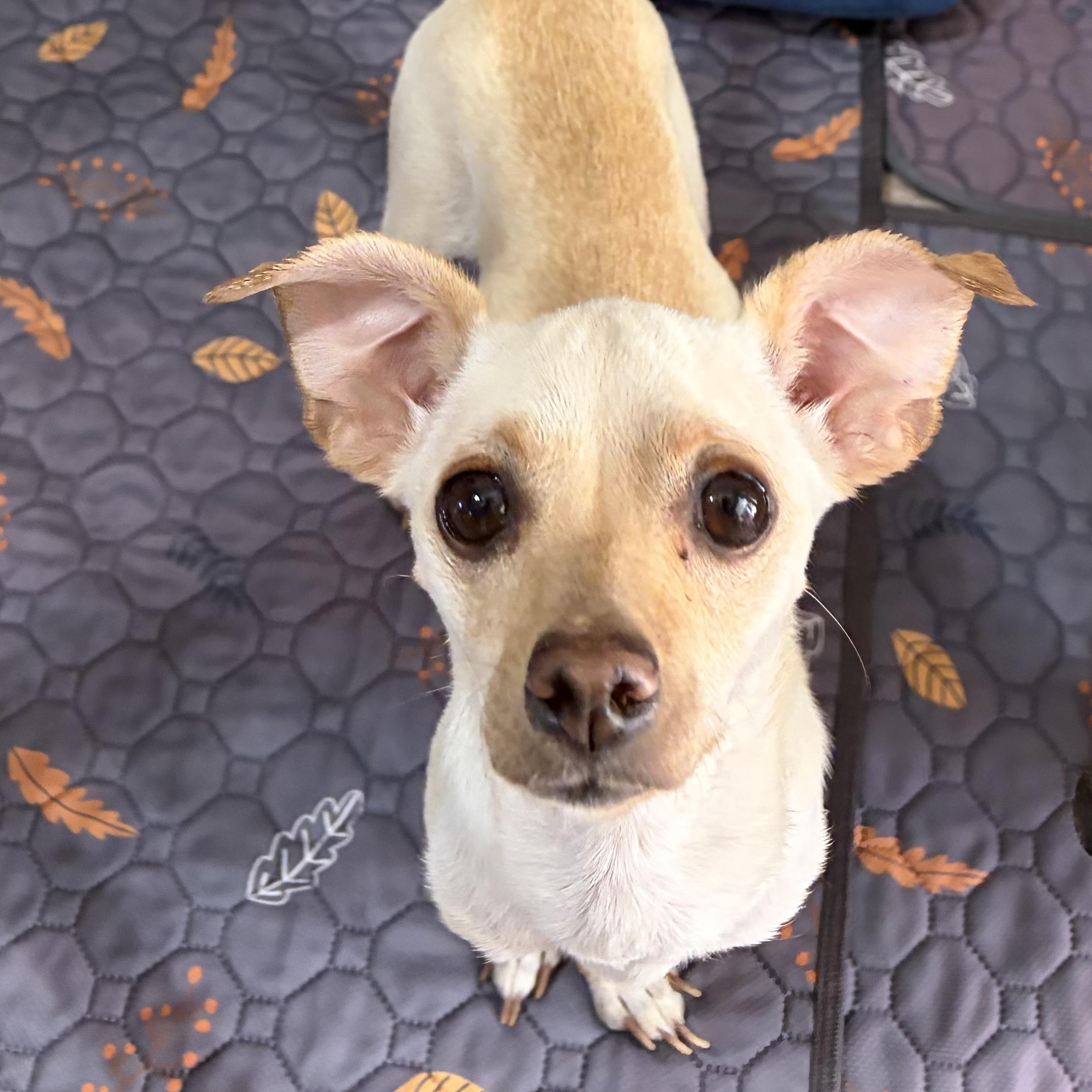 Enlarge Luna, a Adoptable Chihuahua in Phoenix, AZ image 4/4
