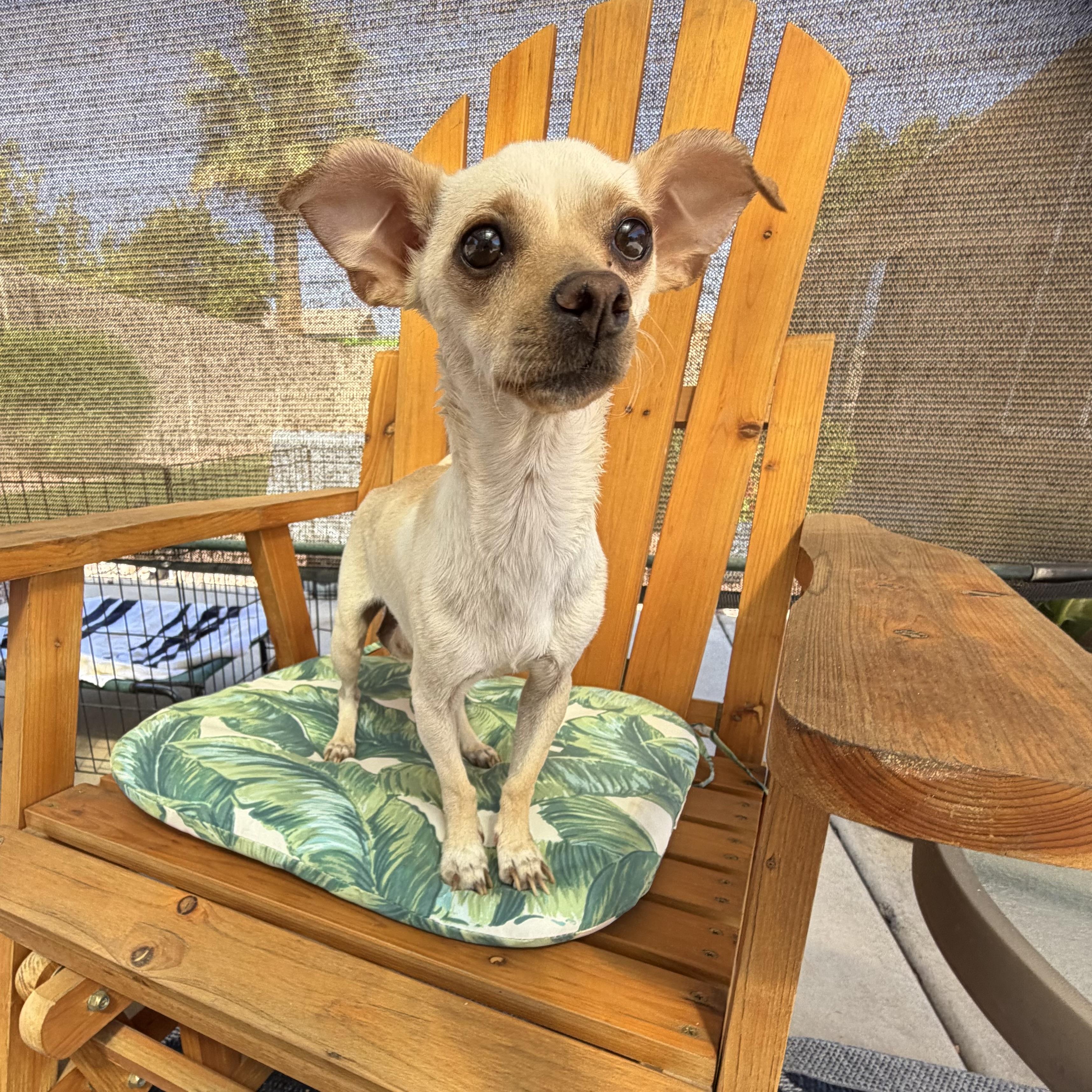 Enlarge Luna, a Adoptable Chihuahua in Phoenix, AZ image 1/4