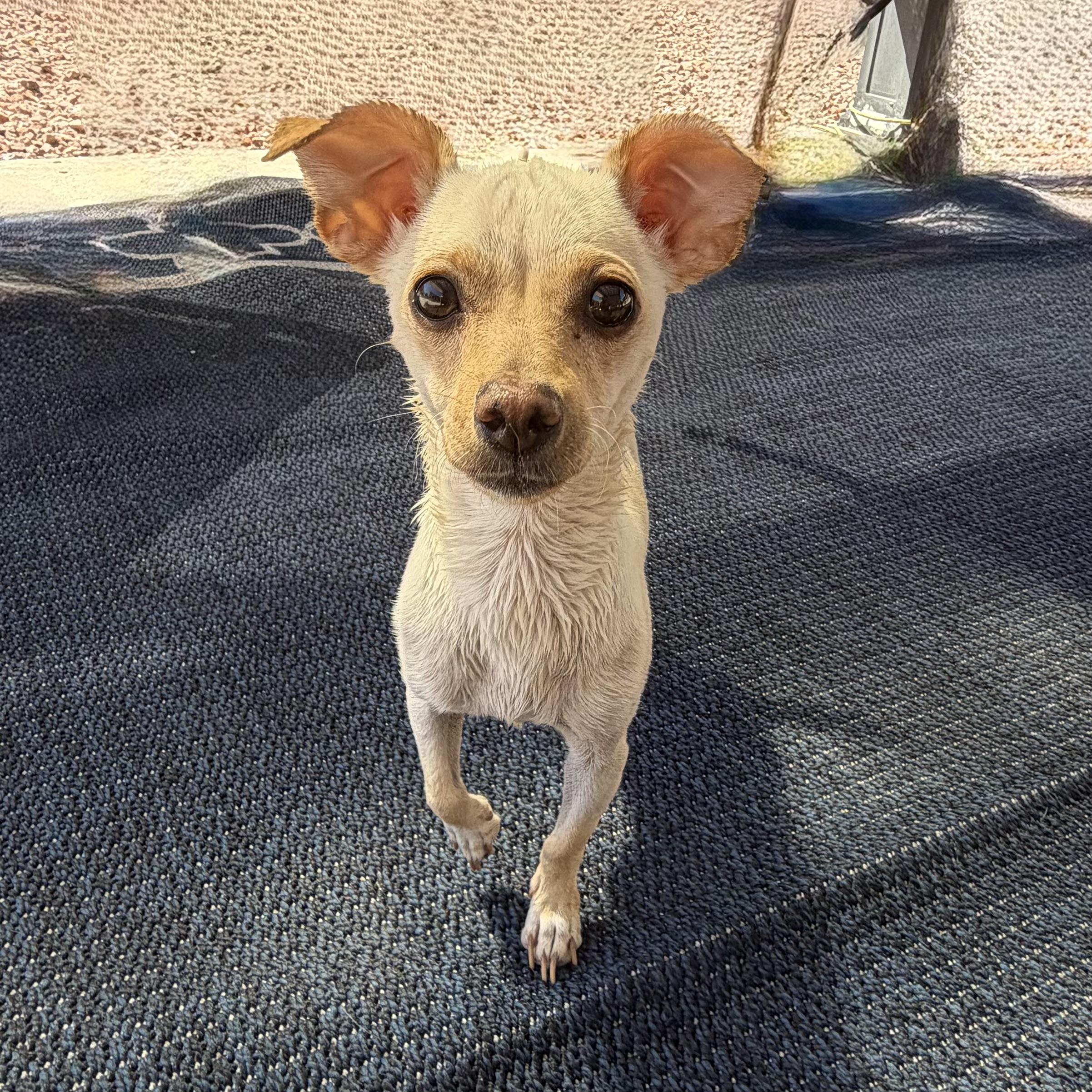 Enlarge Luna, a Adoptable Chihuahua in Phoenix, AZ image 3/4