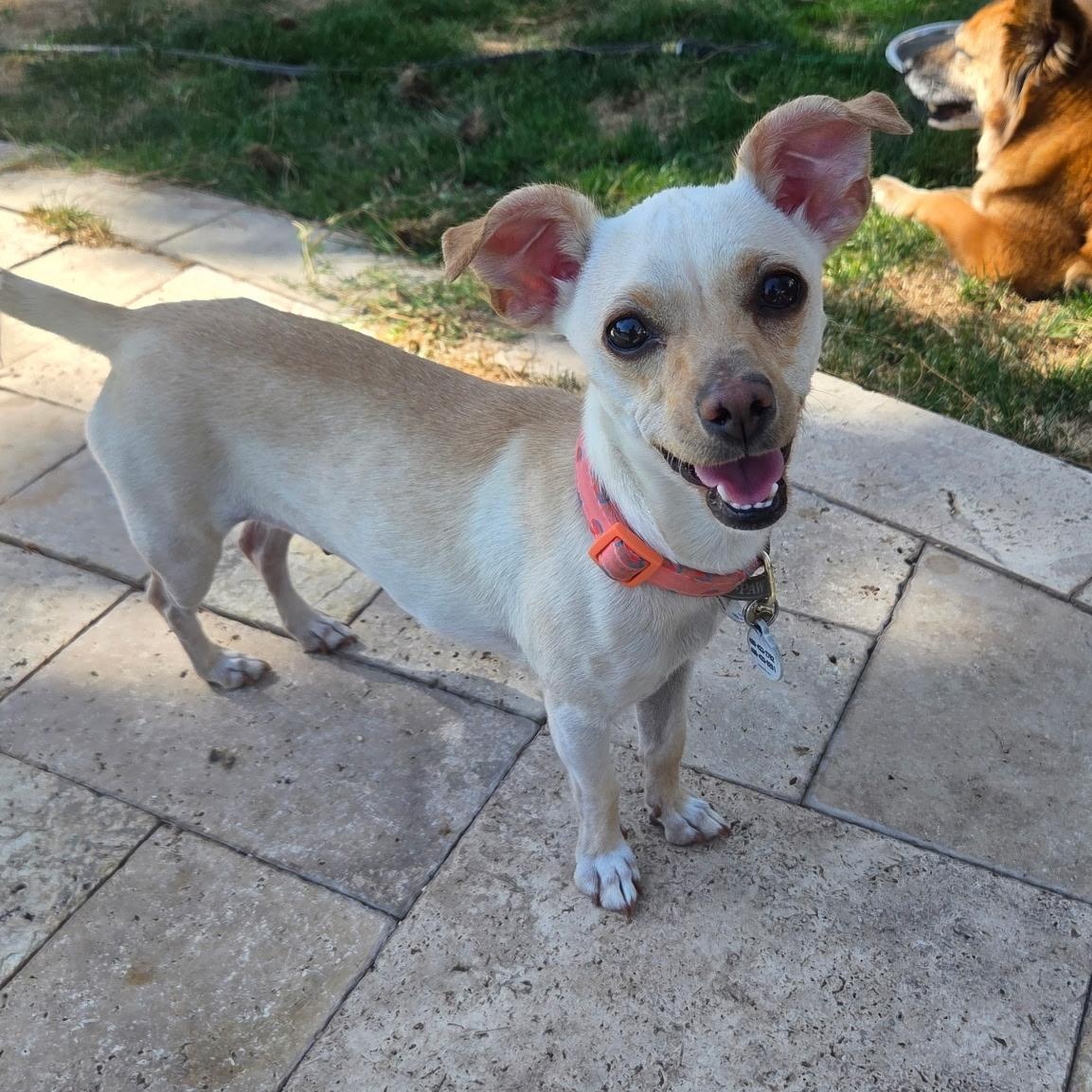 Luna, Adoptable, Young Female Chihuahua.