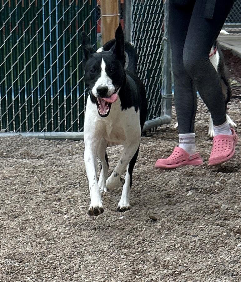 25-0514 "Elsa", Adoptable, Young Female Black Labrador Retriever & Border Collie.