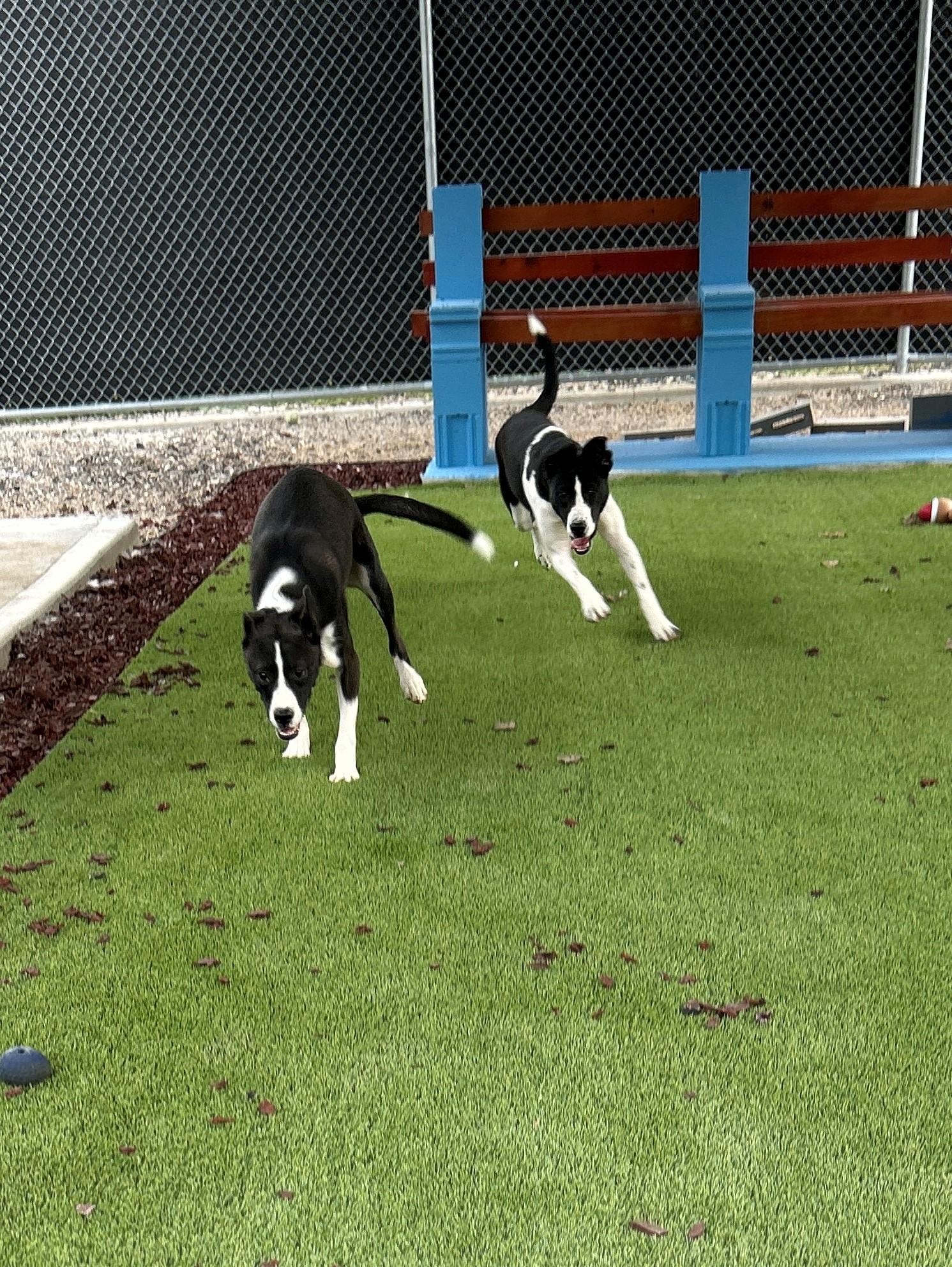 Enlarge 25-0514 "Elsa", a Adoptable mixed breed in Leavenworth, KS image 2/5