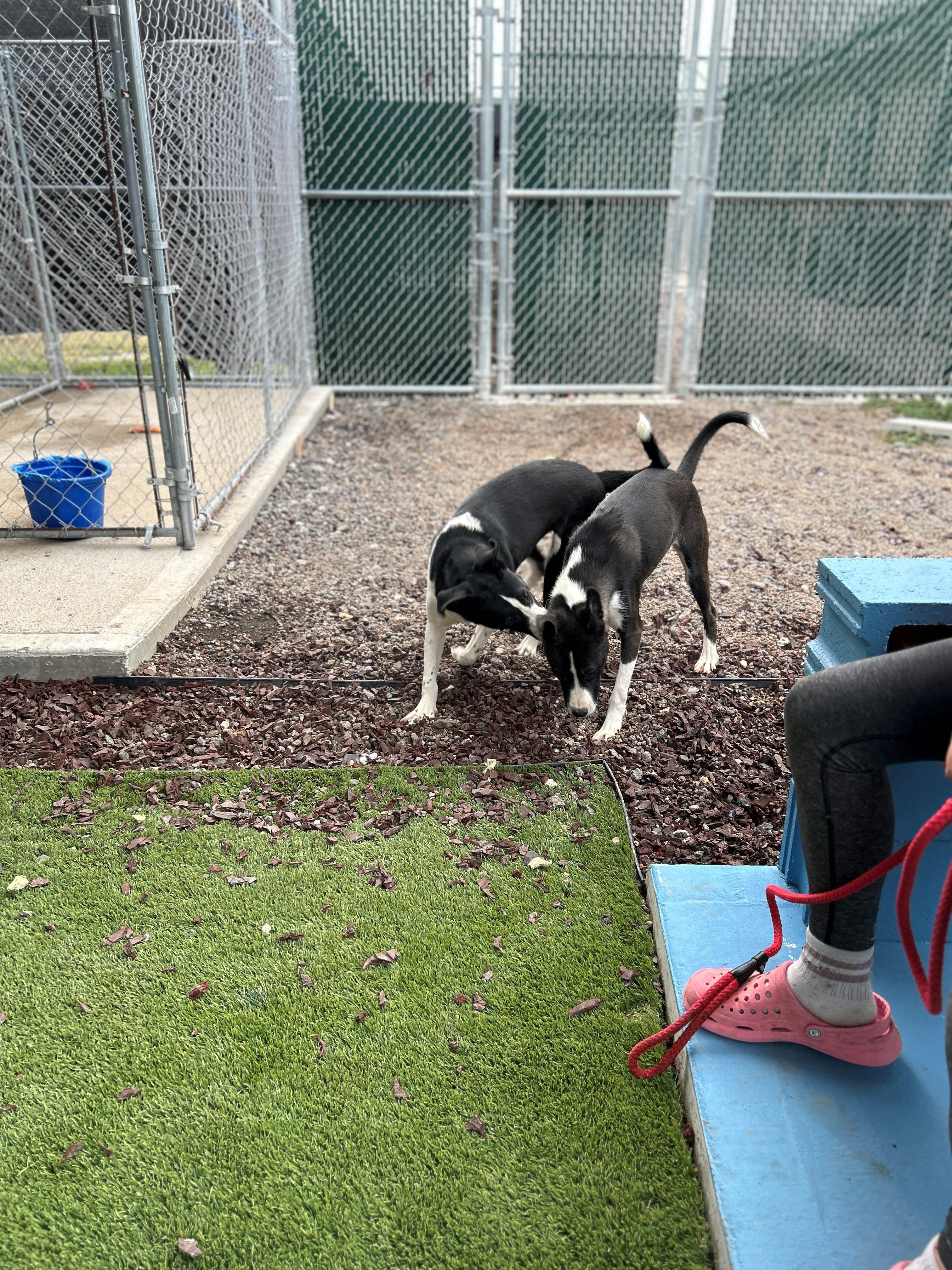 Enlarge 25-0514 "Elsa", a Adoptable mixed breed in Leavenworth, KS image 3/5