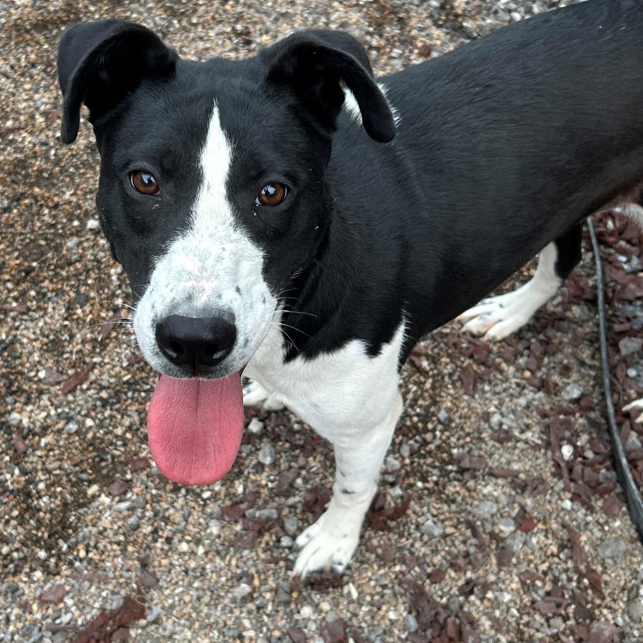 Enlarge 25-0514 "Elsa", a Adoptable mixed breed in Leavenworth, KS image 4/5