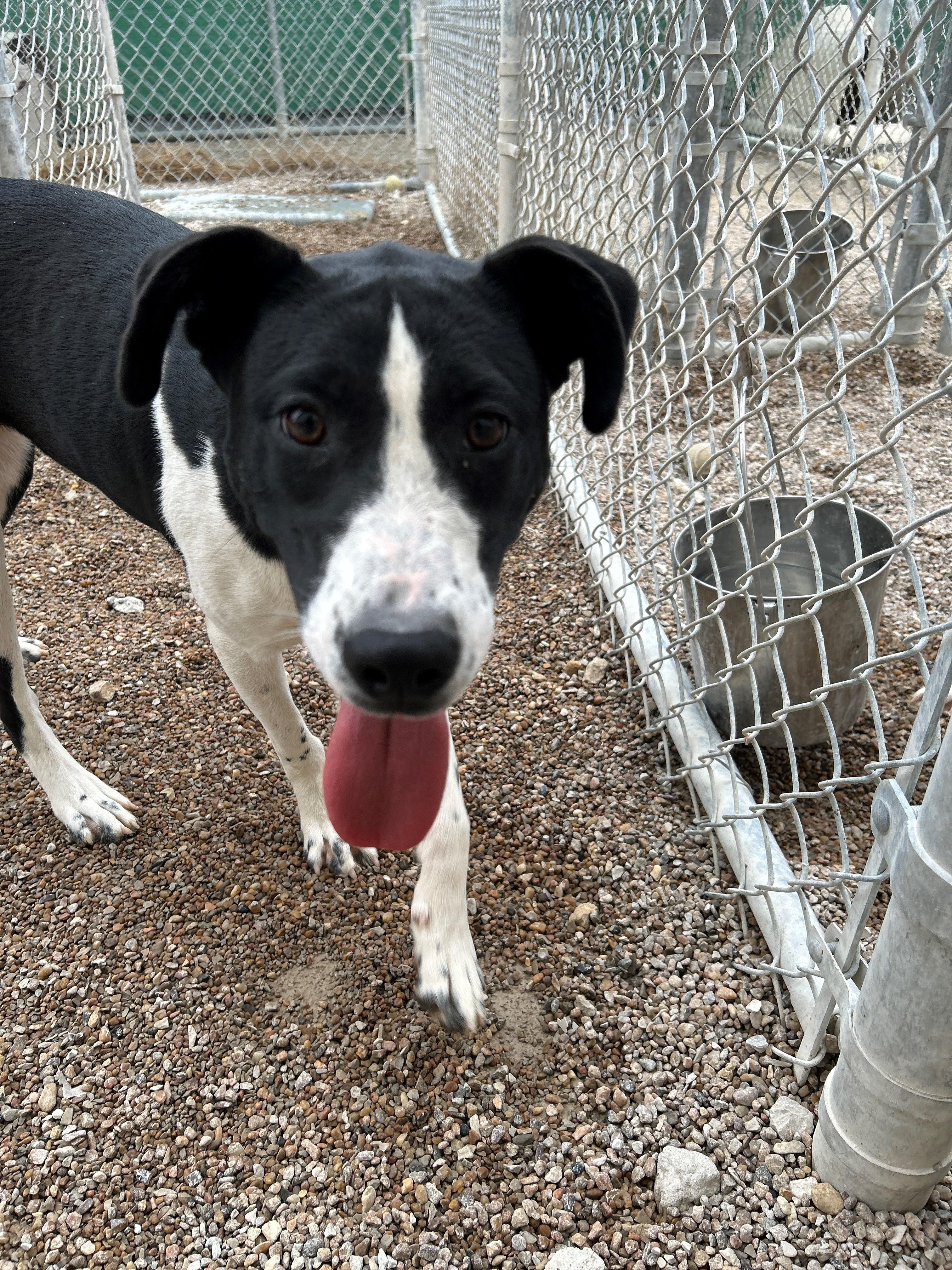 Enlarge 25-0514 "Elsa", a Adoptable mixed breed in Leavenworth, KS image 5/5