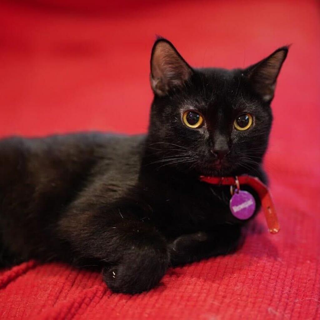 Cinder, Adoptable, Adult Female Domestic Short Hair.