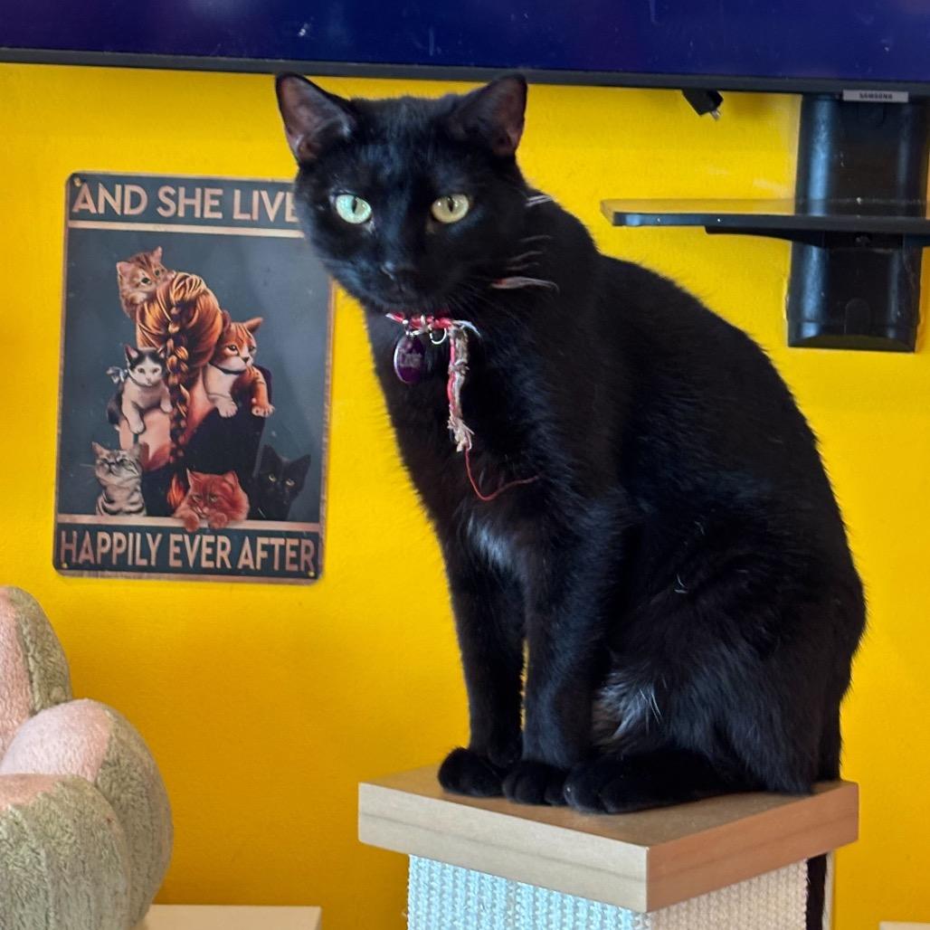 Enlarge Cinder, a Adoptable Domestic Short Hair in Howard beach, NY image 2/6