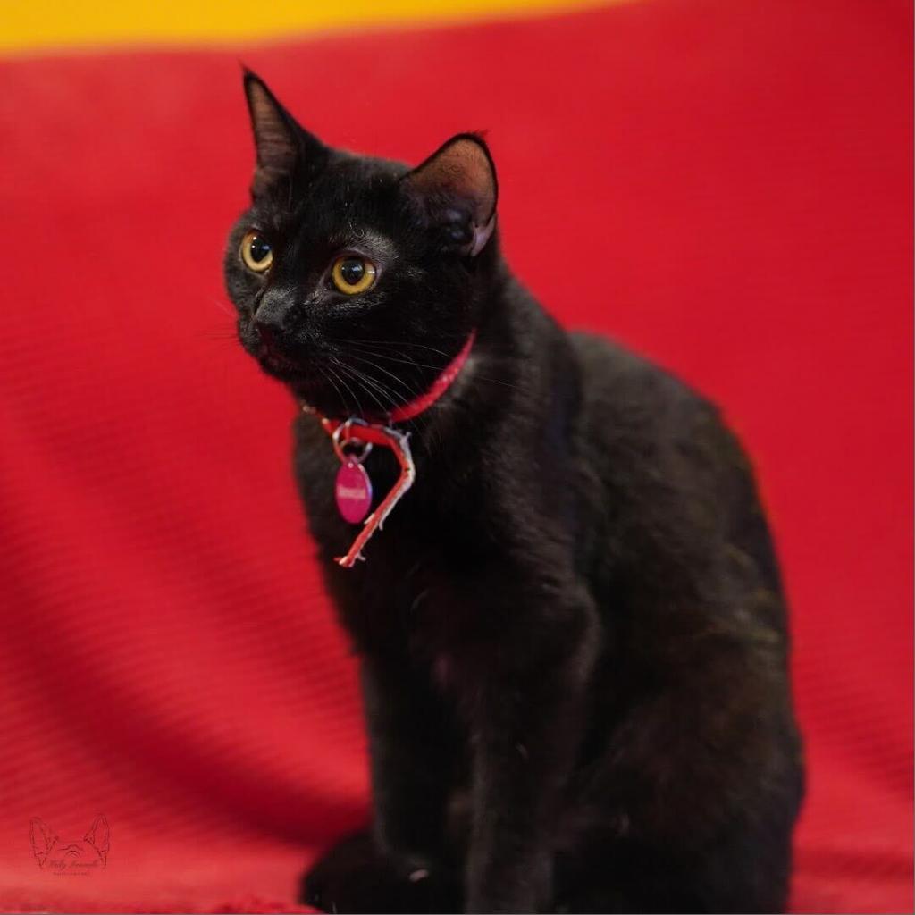 Enlarge Cinder, a Adoptable Domestic Short Hair in Howard beach, NY image 3/6