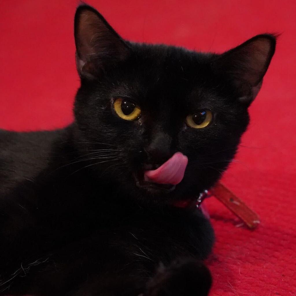 Enlarge Cinder, a Adoptable Domestic Short Hair in Howard beach, NY image 4/6