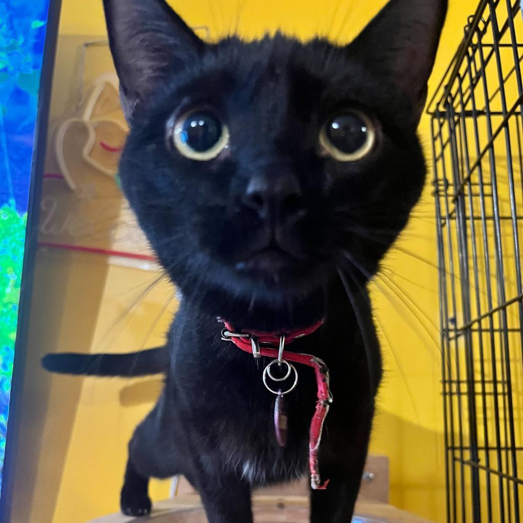 Enlarge Cinder, a Adoptable Domestic Short Hair in Howard beach, NY image 5/6