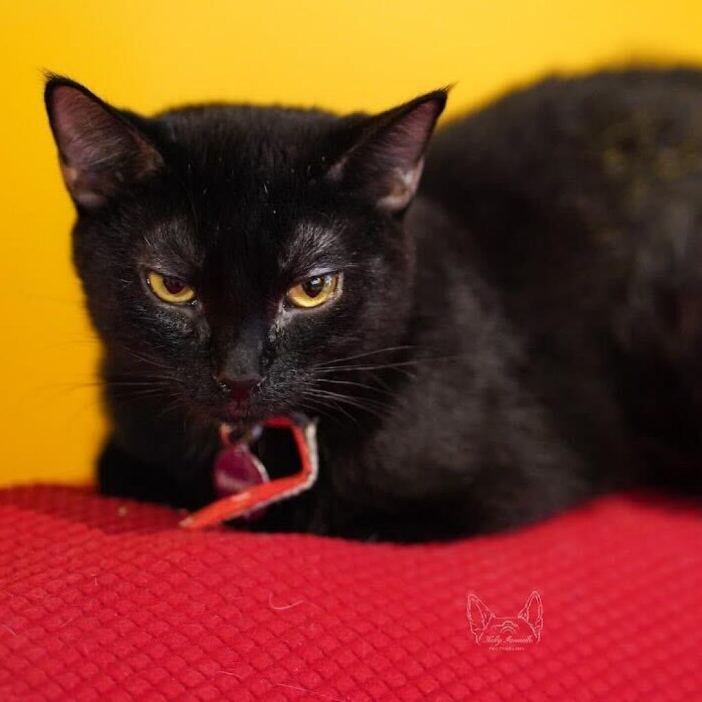 Enlarge Cinder, a Adoptable Domestic Short Hair in Howard beach, NY image 6/6