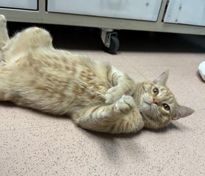 Henry, an adoptable Domestic Short Hair in Steamboat Springs, CO, 80477 | Photo Image 1