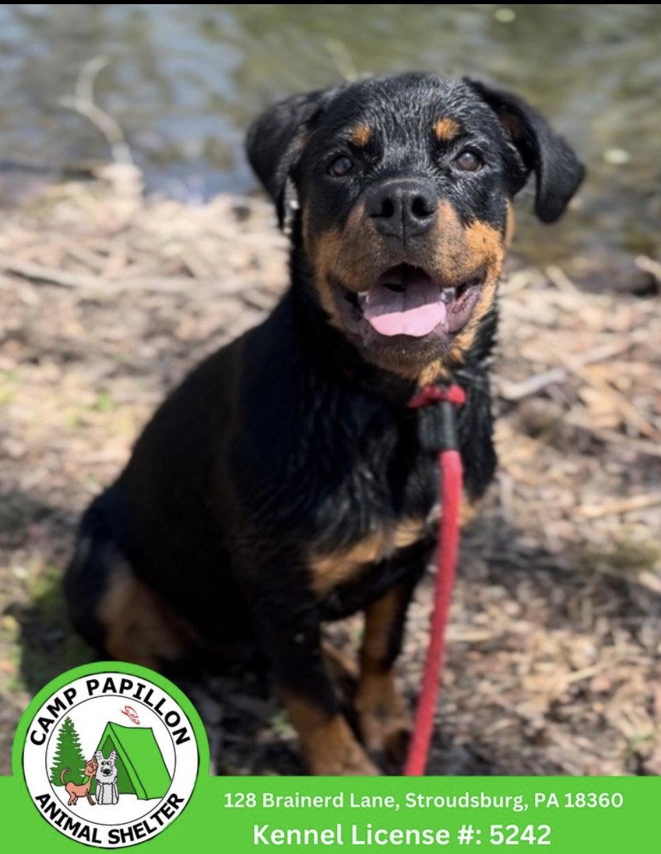 Enlarge Koda, a Adoptable Rottweiler in Stroudsburg, PA image 1/2