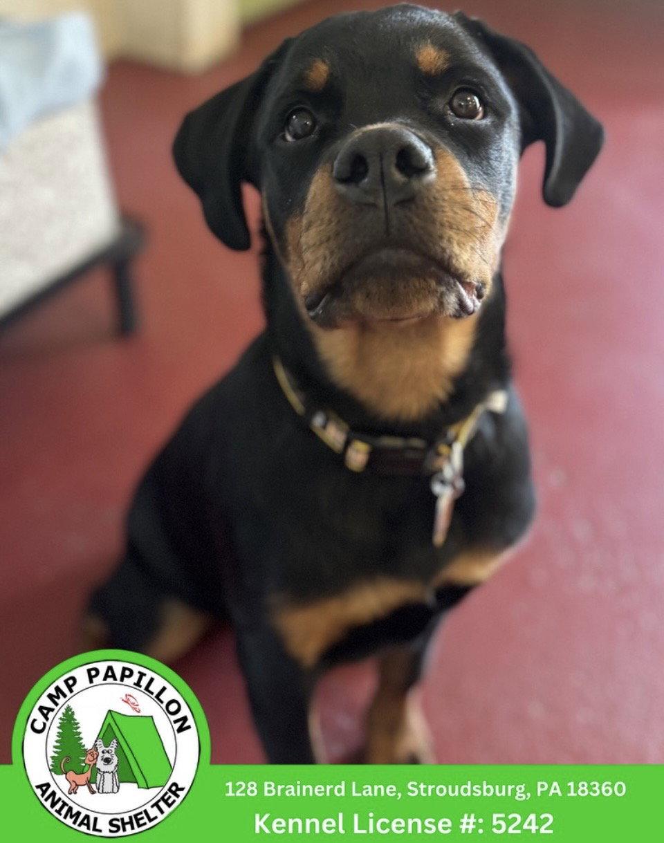 Enlarge Koda, a Adoptable Rottweiler in Stroudsburg, PA image 2/2