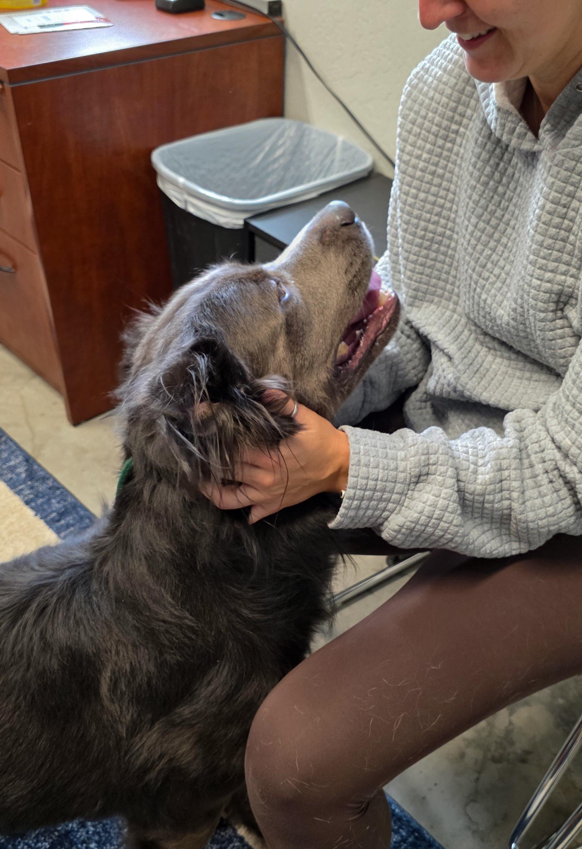 Dakota- Charmer, a Adoptable mixed breed in Grass Valley, CA image 4/6