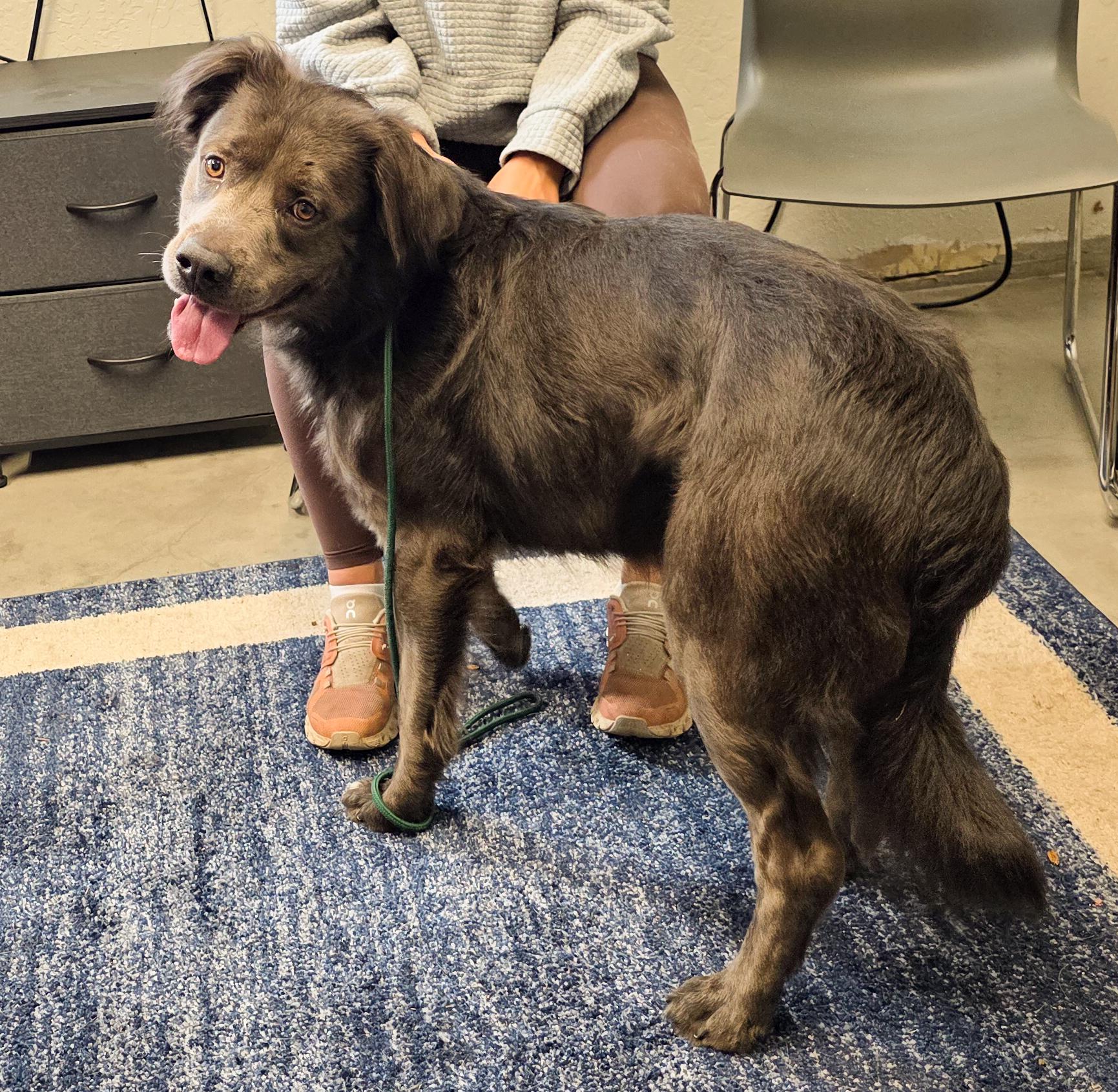 Dakota- Charmer, a Adoptable mixed breed in Grass Valley, CA image 5/6