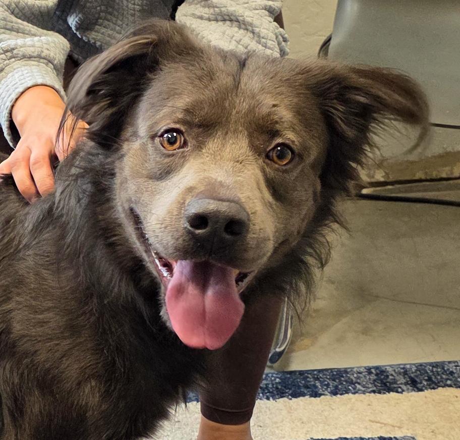 Dakota- Charmer, Adoptable, Adult Male Flat-Coated Retriever.