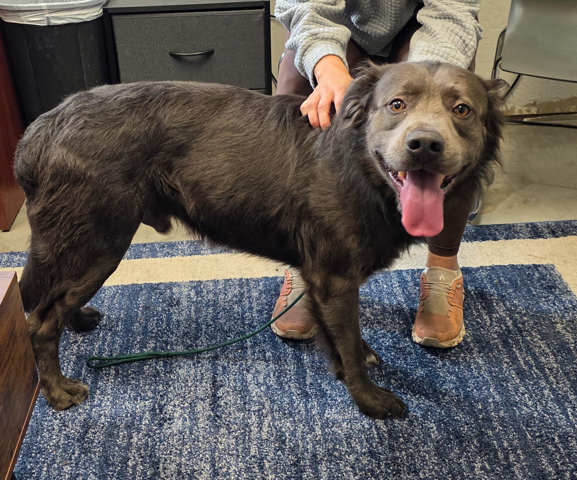 Dakota- Charmer, a Adoptable mixed breed in Grass Valley, CA image 6/6