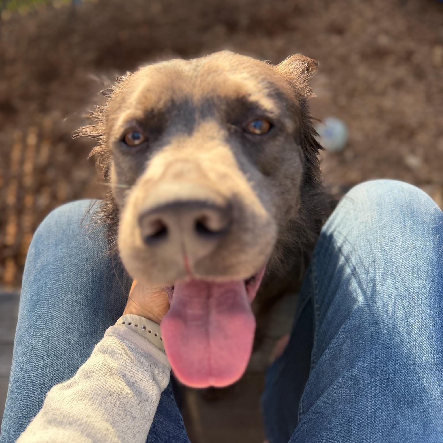 Dakota- Charmer, a Adoptable mixed breed in Grass Valley, CA image 2/6