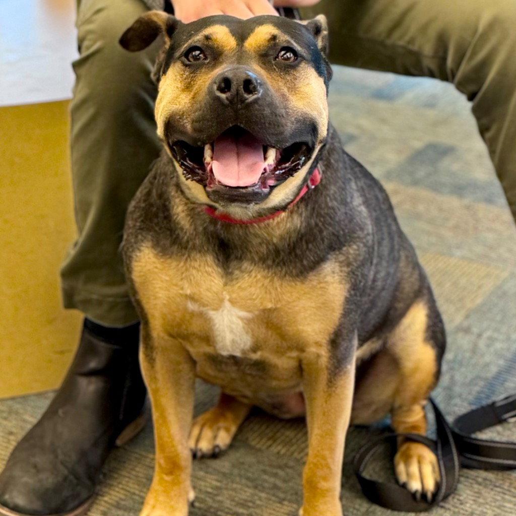 Molly, a Adoptable mixed breed in Bloomfield, CT image 1/3