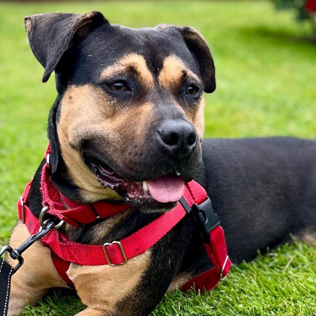 Molly, Adoptable, Adult Female Terrier & Terrier.