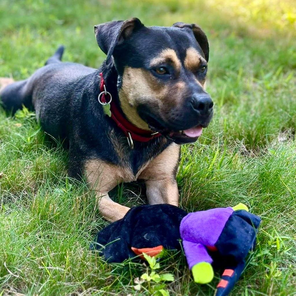Molly, a Adoptable mixed breed in Bloomfield, CT image 2/3
