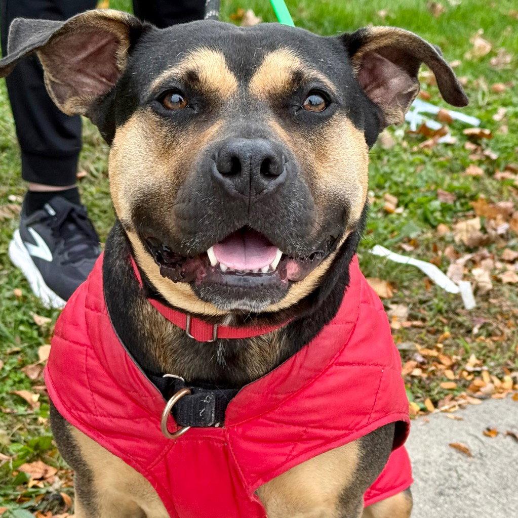 Molly, Adoptable, Adult Female Terrier & Terrier.