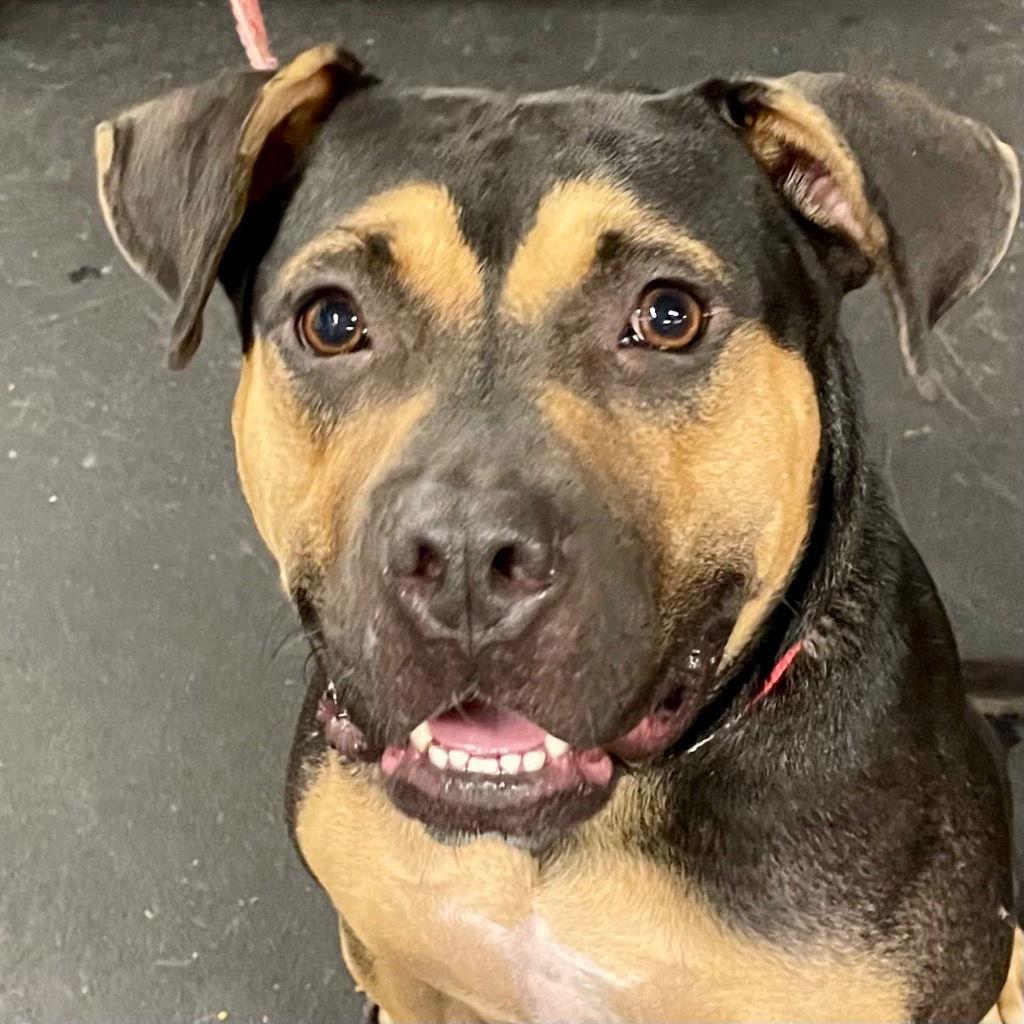 Enlarge Molly, a Adoptable mixed breed in Bloomfield, CT image 1/3