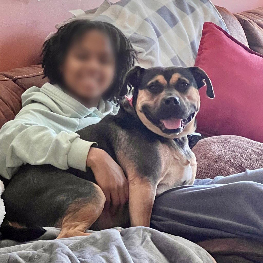 Molly, Adoptable, Adult Female Terrier & Terrier.