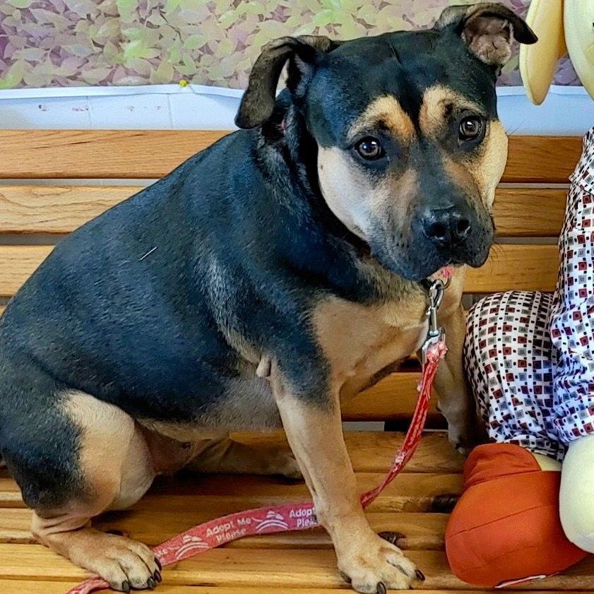 Molly, a Adoptable mixed breed in Bloomfield, CT image 3/3