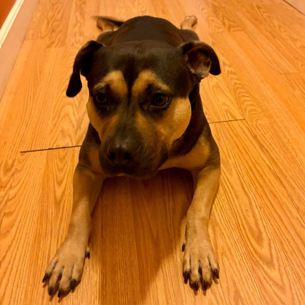 Enlarge Molly, a Adoptable mixed breed in Bloomfield, CT image 2/3