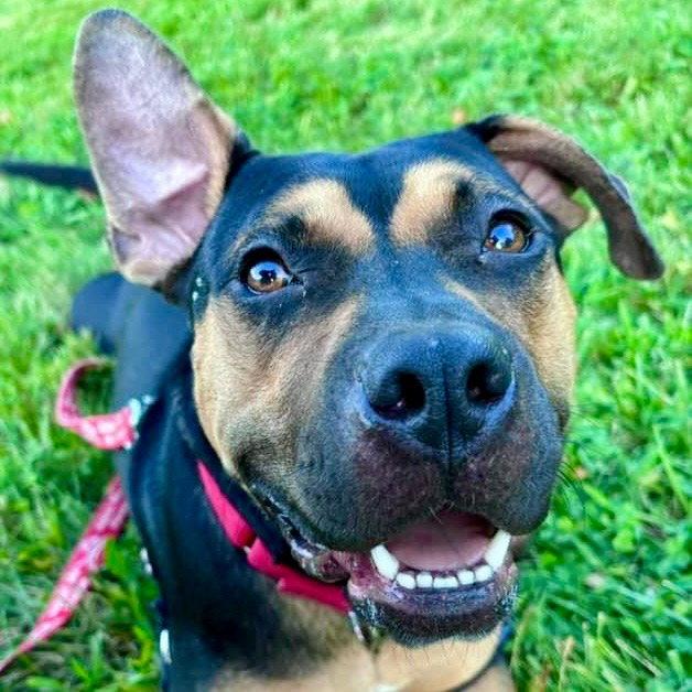 Molly, a Adoptable mixed breed in Bloomfield, CT image 1/3