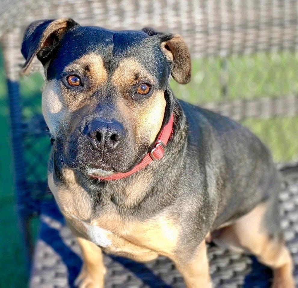 Molly, a Adoptable mixed breed in Bloomfield, CT image 2/3