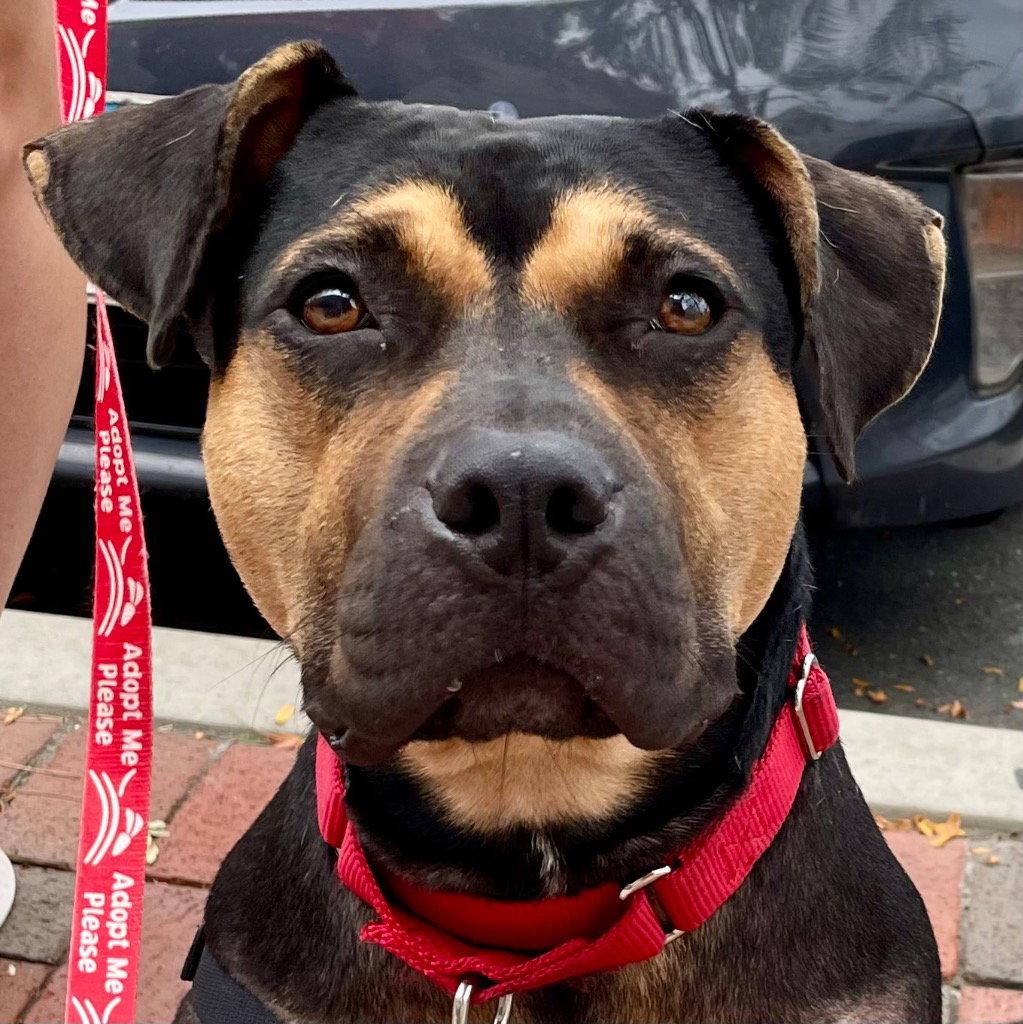 Enlarge Molly, a Adoptable mixed breed in Bloomfield, CT image 3/3