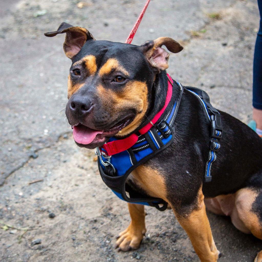 Enlarge Molly, a Adoptable mixed breed in Bloomfield, CT image 3/3