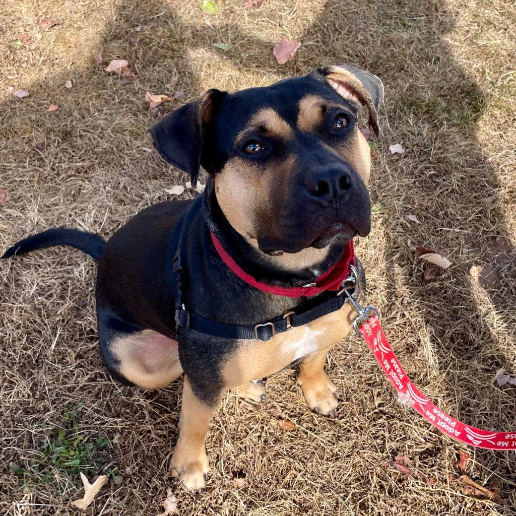Molly, a Adoptable mixed breed in Bloomfield, CT image 3/3