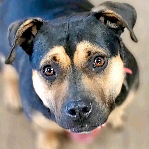 Enlarge Molly, a Adoptable mixed breed in Bloomfield, CT image 3/3