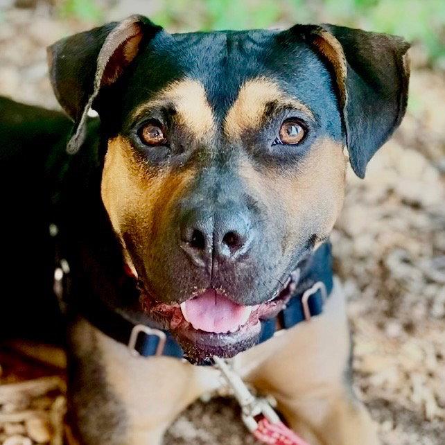 Molly, a Adoptable mixed breed in Bloomfield, CT image 3/3